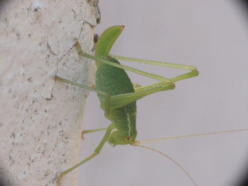 Leptophyes punctatissima
